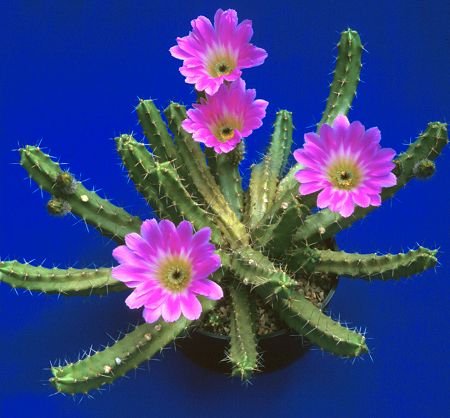Echinocereus_blankii